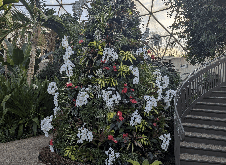 Going BIG with Bromeliads at the Holidays